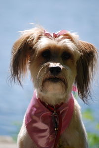 Close-up portrait of dog