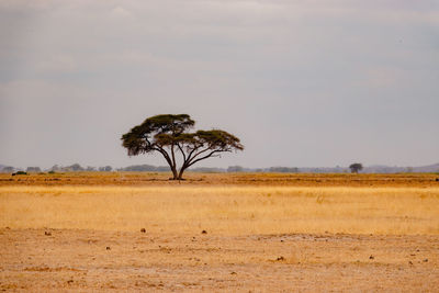 Umbrella thorn acacia trees in the savannah grassland landscapes of amboseli national park in kenya