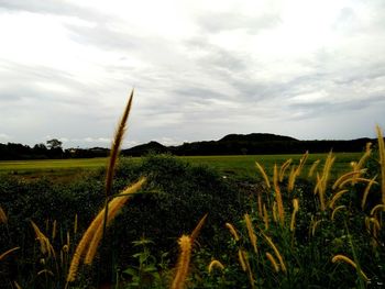 Scenic view of agricultural field against sky