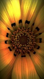 Full frame shot of yellow flower