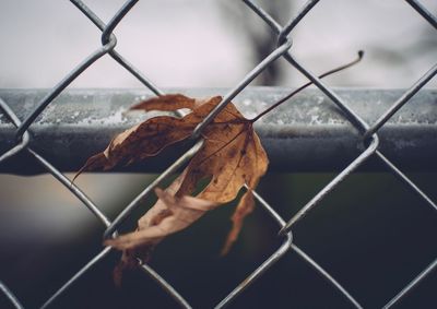 Close-up of dry leaf on chainlink fence