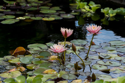 Close-up of lotus water lily in pond