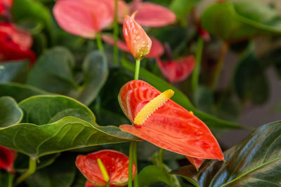 Close-up of red flowering plant