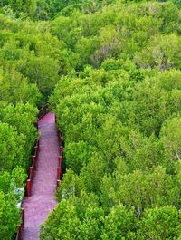 High angle view of footpath amidst trees in forest
