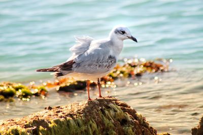 Seagull perching on rock by sea