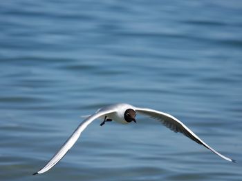 Close-up of seagull flying over lake