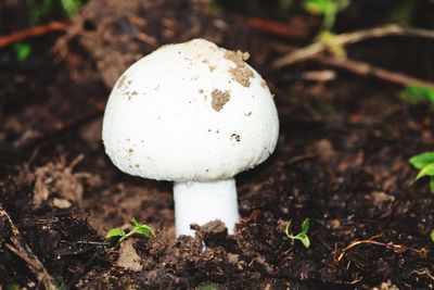 Close-up of mushroom growing on field