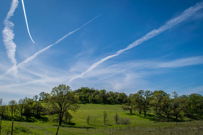 Trees growing on grassy field against sky