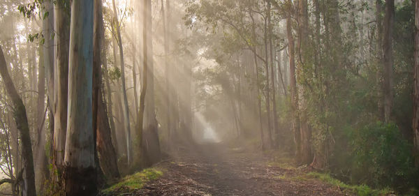 Trees in forest