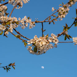 Low angle view of cherry blossom against blue sky