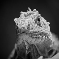Close-up of a reptile against black background