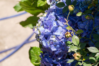 Close-up of purple flowering plant