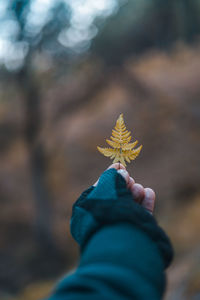 Hand with gloves holding a beautiful leaf