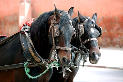 Working horses waiting for customers in marrakesh.