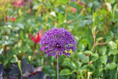 Close-up of purple thistle blooming outdoors
