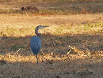 Gray heron perching on field