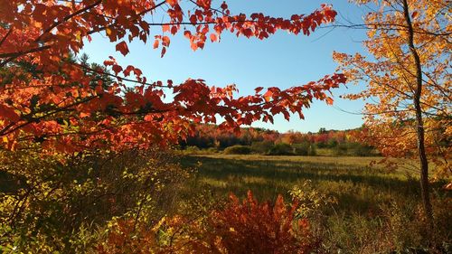 Trees in autumn