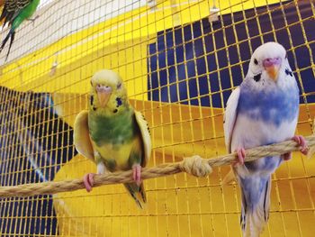 Close-up of parrot in cage