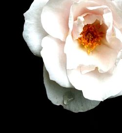 Close-up of white flowers blooming against black background
