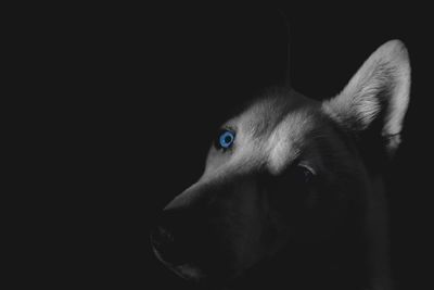 Close-up portrait of dog against black background