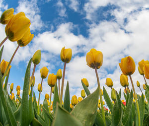 Low angle view of yellow tulips growing on field against sky