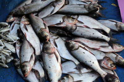 Man sells fish at fish market in kumrokhali, west bengal, india
