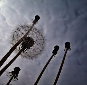 Low angle view of tree against sky