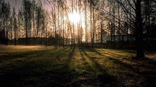 Bare trees on grassy field