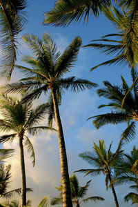 Low angle view of palm trees against sky