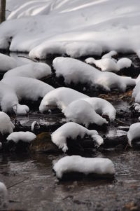 Close-up of swan in lake during winter