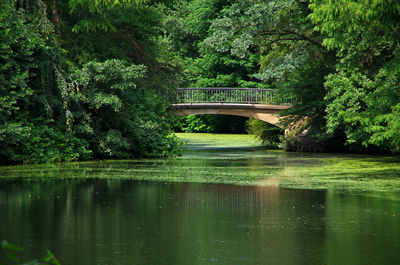 Bridge over river in forest