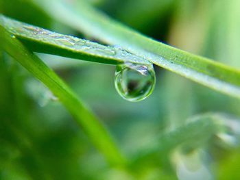 Close-up of water drops on plant