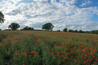 Scenic view of flowering plants on land against sky