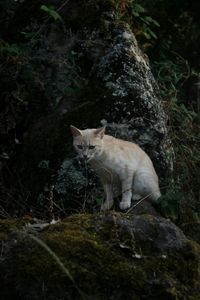 Cat lying on rock