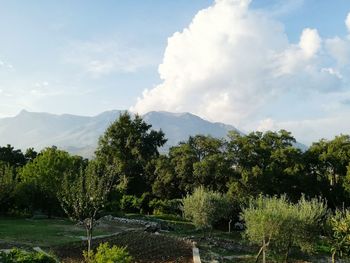 Scenic view of trees and mountains against sky