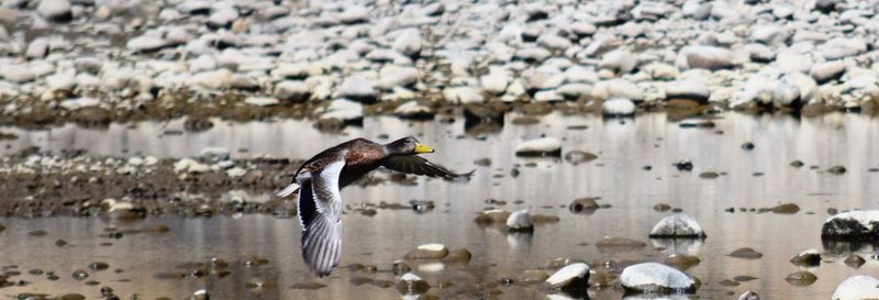 Close-up of birds in lake during winter