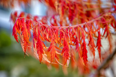 Close-up of multi colored decoration hanging outdoors