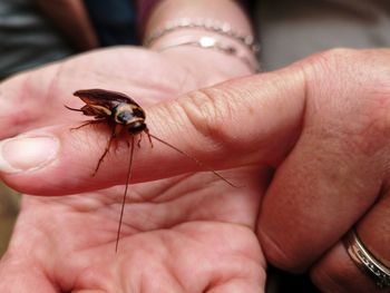 Close-up of human hand holding cockroach