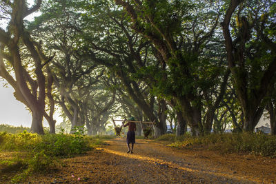 Rear view of man walking amidst trees in forest