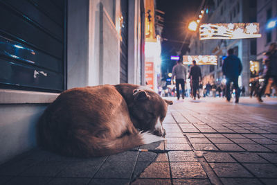 Dog sleeping on footpath in city