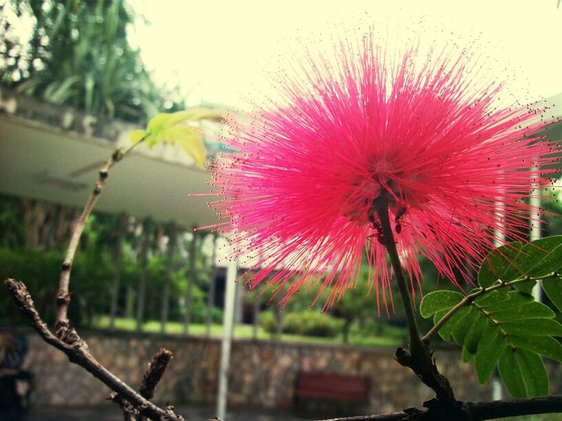 flower, growth, freshness, focus on foreground, fragility, close-up, plant, flower head, red, petal, beauty in nature, nature, blooming, pink color, stem, leaf, day, single flower, outdoors, selective focus