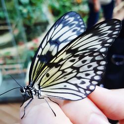 Close-up of butterfly on hand