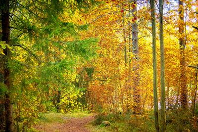 Trees growing in forest during autumn