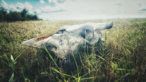 Sheep on field against sky