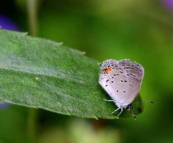 Gray hairstreak butterfly on leaf