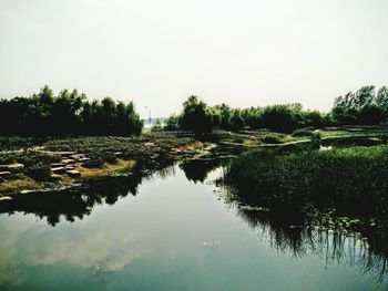 Reflection of trees in water