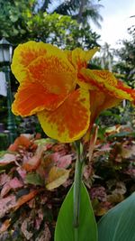 Close-up of yellow flowers