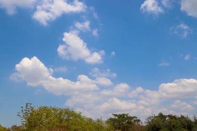 Low angle view of trees against blue sky