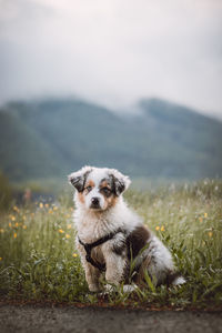 Australian shepherd puppy sits on the side of the road, waiting obediently for his master