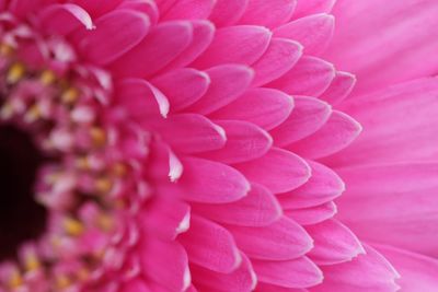 Close-up of pink flower